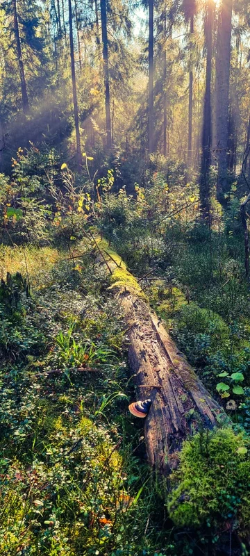 Долина Парк — фото 2